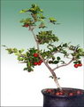 Cherry Bonsai